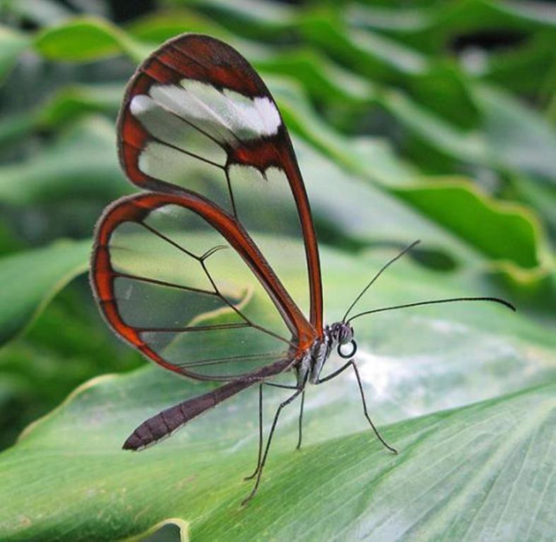 Mariposa butterfly