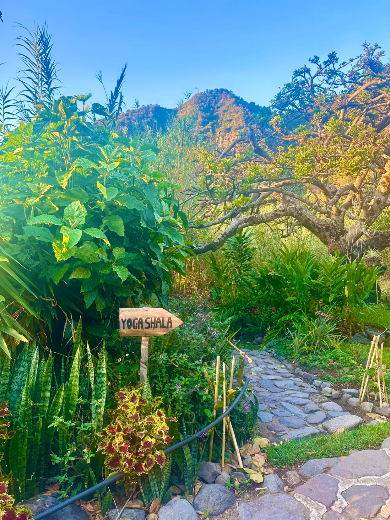 The path to the yoga shala